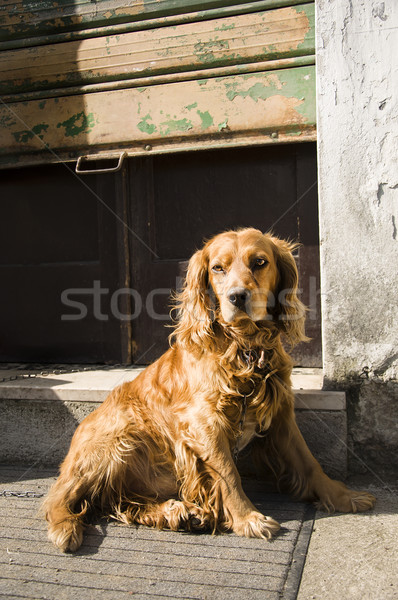 solitary cocker dog Stock photo © sognolucido