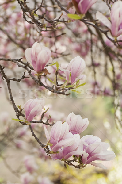 Magnolie flori dragoste frumuseţe verde roz Imagine de stoc © sognolucido