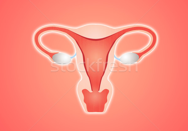 Gebärmutter Illustration weiblichen Frauen Vagina Behandlung Stock foto © sognolucido