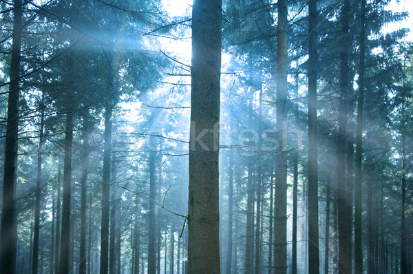 Sunlight through the Forest Stock photo © solarseven