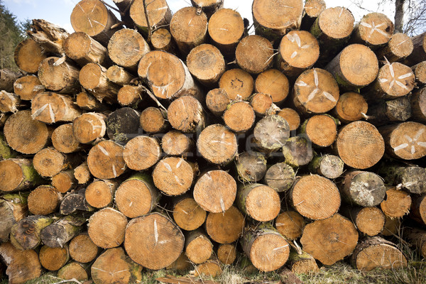 Tree Logs Stacked Stock photo © solarseven
