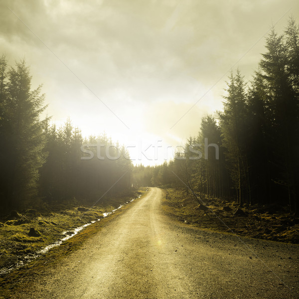 Camino forestales bajo luz del sol camino de grava pino Foto stock © solarseven