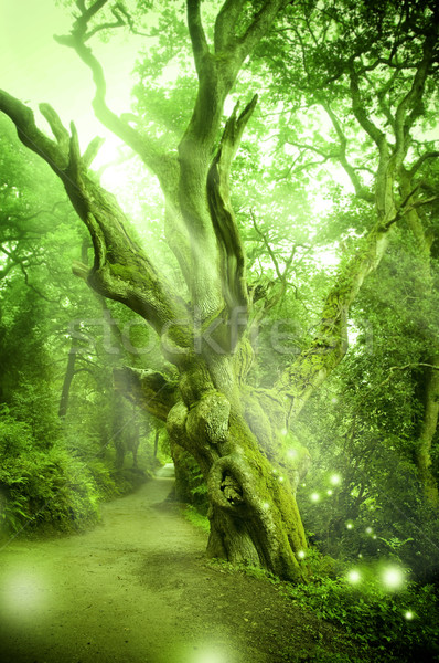 Lasu starożytnych drzewo świetle pokoju sen Zdjęcia stock © solarseven
