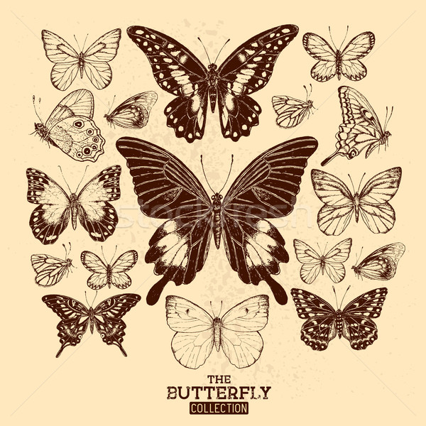 The Butterfly Collection Stock photo © solarseven