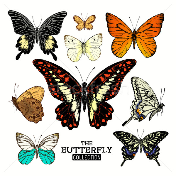 Realistic Butterfly Collection Stock photo © solarseven