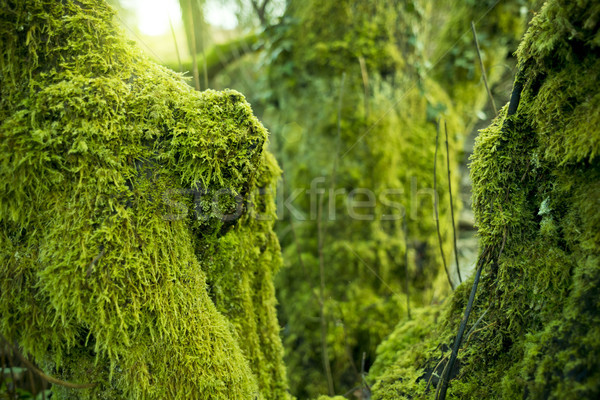 árboles cubierto verde musgo árbol fondo Foto stock © solarseven