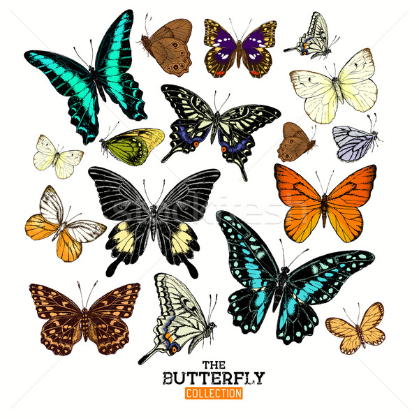 Realistic Butterfly Collection Stock photo © solarseven
