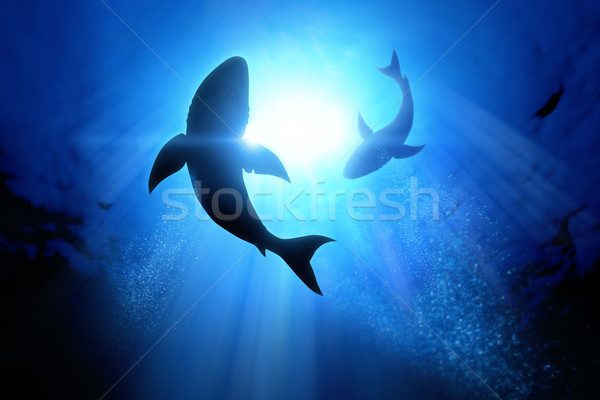 Great White Sharks Stock photo © solarseven