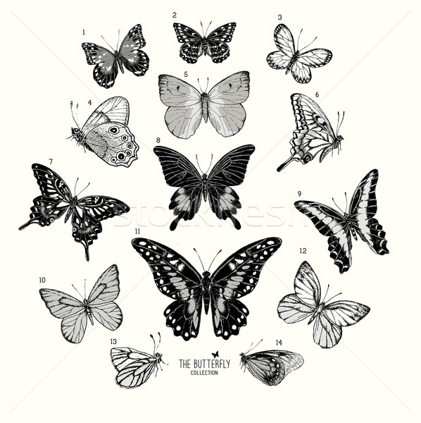 Large Collection of Butterflies Stock photo © solarseven