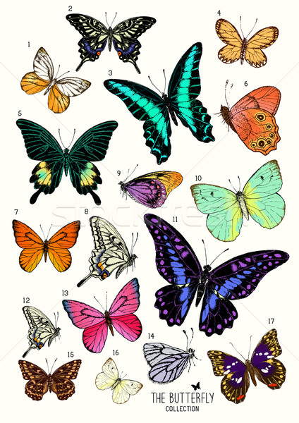 Large Collection of Butterflies Stock photo © solarseven