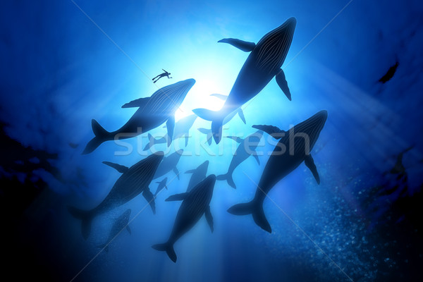 Baleia mergulhador sol oceano Foto stock © solarseven