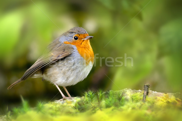 Rot Vogel rock grünen Frühling Augen Stock foto © solarseven