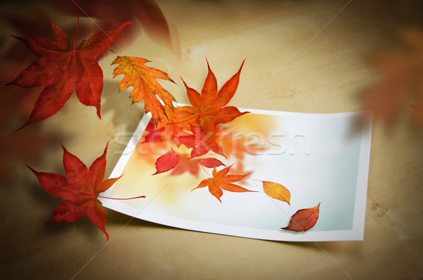 Herbst Leben Holz Natur Blatt Blätter Stock foto © solarseven
