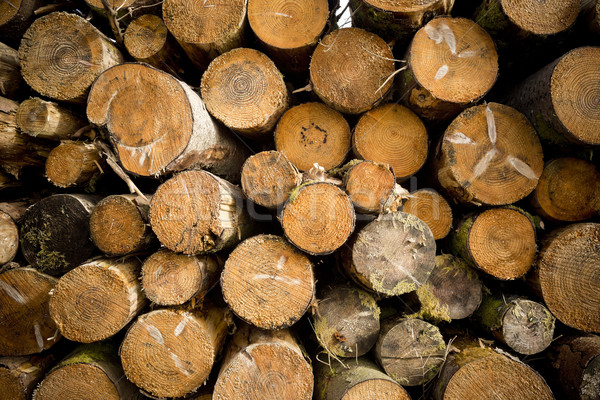 Tree Logs Stacked Stock photo © solarseven