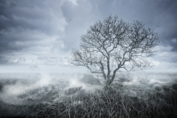 Beautiful Bleakness Stock photo © solarseven