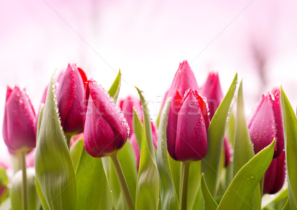 Frescos tulipanes rocío gotas creciente Pascua Foto stock © solarseven