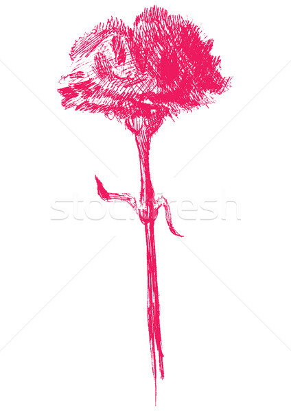 Kroki karanfil doğa kalem güzellik Stok fotoğraf © sommersby