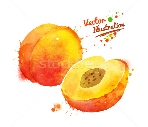 Watercolor peach. Stock photo © Sonya_illustrations