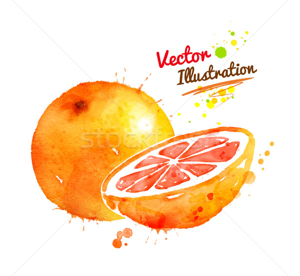 Watercolor grapefruit. Stock photo © Sonya_illustrations