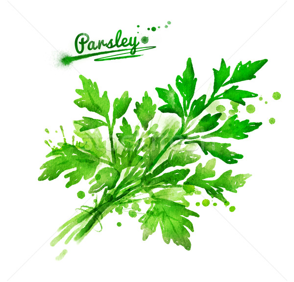 Bunch of parsley  Stock photo © Sonya_illustrations