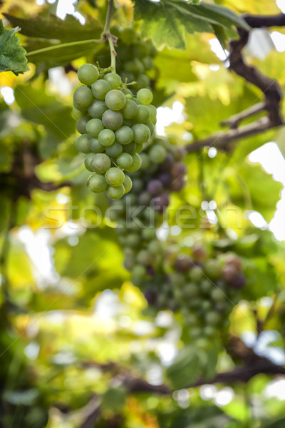 成熟 綠葡萄 藤 酒 背景 商業照片 © sophie_mcaulay