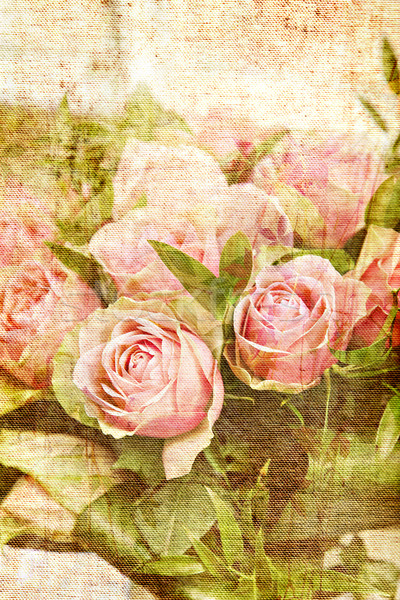 復古 帆布 玫瑰 打印 圖像 花 商業照片 © sophie_mcaulay