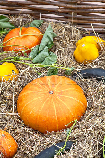 Zucchine zucche immagine mercato natura Foto d'archivio © sophie_mcaulay