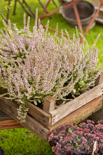 Legno scatole giardino mercato fiore sfondo Foto d'archivio © sophie_mcaulay
