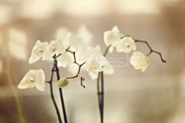 Stock foto: Fragile · Orchideen · Bild · weiß · drinnen