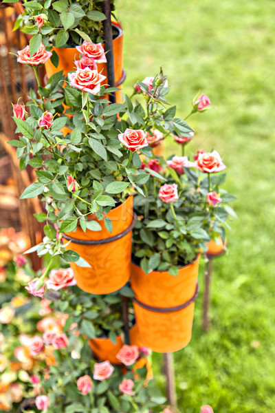 Rosas imagen jardín flor primavera hierba Foto stock © sophie_mcaulay