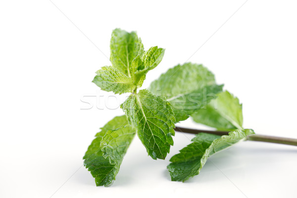 Fresh Mint leaves are hugely popular for tea and fresh juices and salads Stock photo © SophieJames