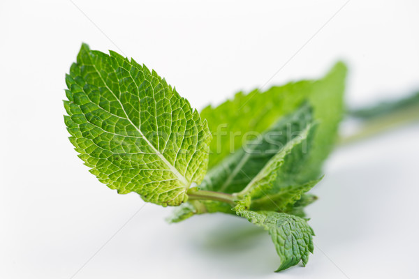 Fresh Mint leaves are hugely popular for tea and fresh juices and salads Stock photo © SophieJames