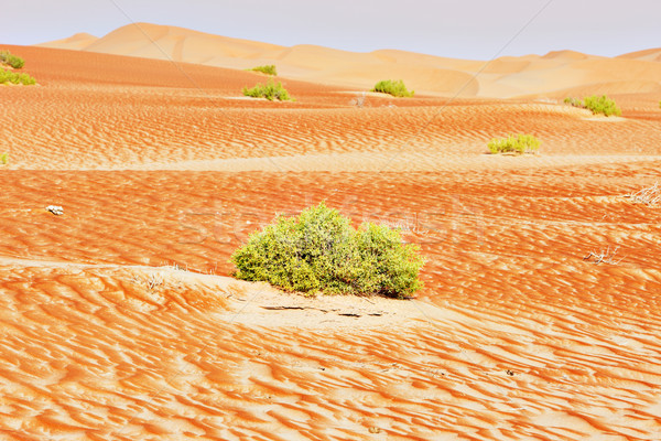 Stock photo: A green bushes on sand dunes of the Arabian desert