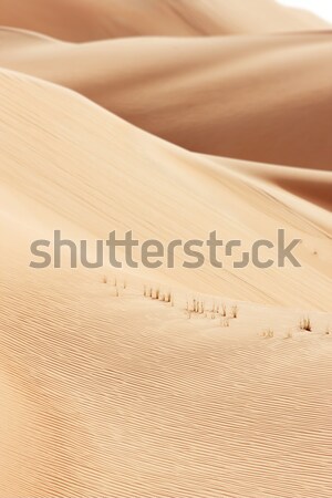 Animal tracks on sand dunes of the Arabian desert Stock photo © SophieJames