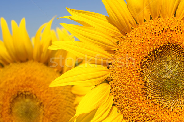 Primo piano girasole due girasoli Foto d'archivio © soupstock