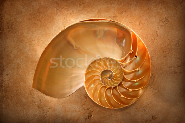 Chambered Nautilus Stock photo © soupstock