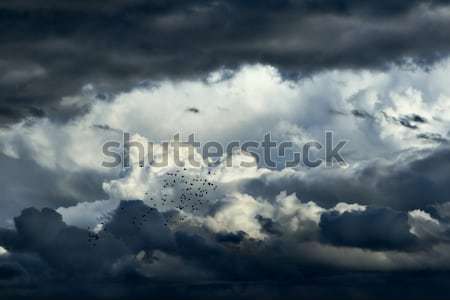 Nubes de tormenta cielo nubes naturaleza belleza aves Foto stock © soupstock