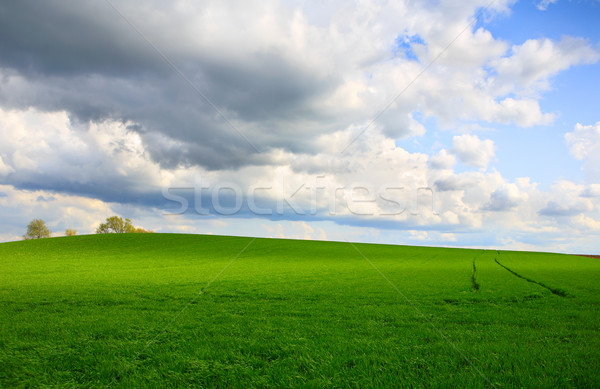 Mező Wisconsin fedett új tavasz termés Stock fotó © soupstock