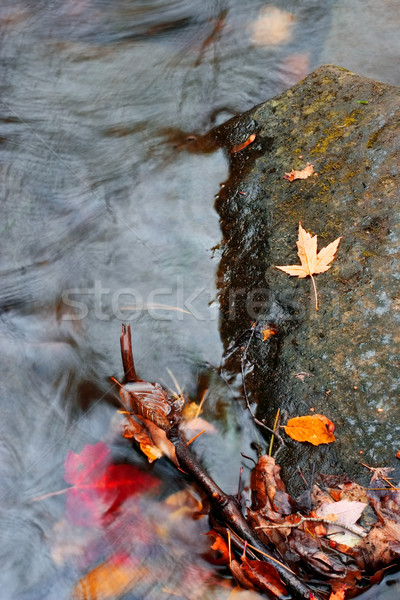 Autunno stream caduta foglie Foto d'archivio © soupstock