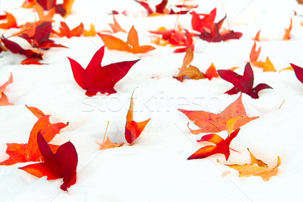 Fallen Sweetgum leaves in the snow Stock photo © soupstock
