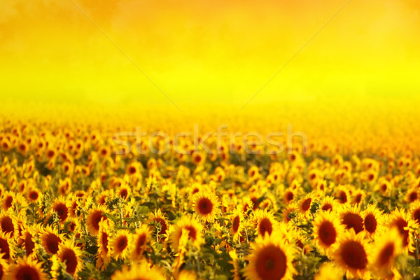 Imagine de stoc: Floarea-soarelui · fundal · plante · creştere · grădinărit · petale
