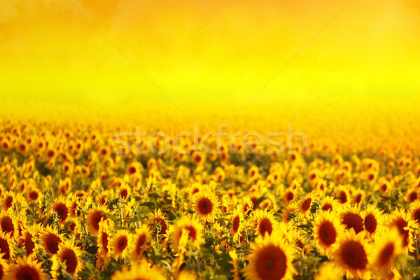 Girasole sfondo impianti crescita giardinaggio petali Foto d'archivio © soupstock