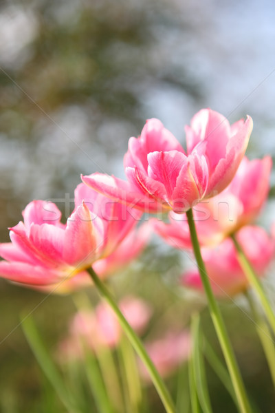 Primavera tulipani rosa shot fresche Foto d'archivio © soupstock