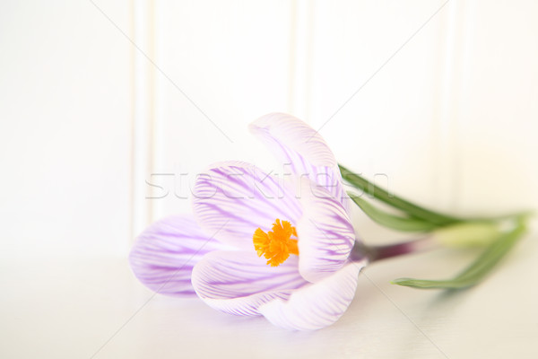 Obietnica wiosną wysoki kluczowych obraz krokus Zdjęcia stock © soupstock