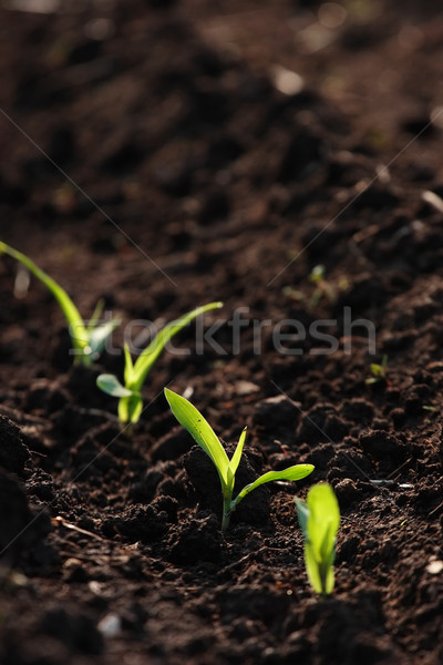 Zunehmend Mais Bereich Sämlinge Blatt Pflanzen Stock foto © soupstock