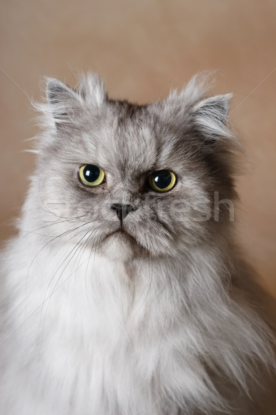 Ritratto gatto persiano argento grigio occhi Foto d'archivio © soupstock