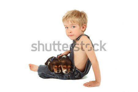 Young boy sitting with Beagle puppies on his lap Stock photo © soupstock