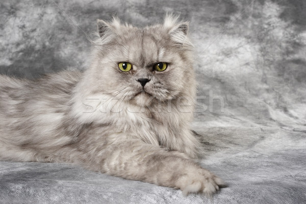 Grigio gatto persiano grigio seduta foto sfondo Foto d'archivio © soupstock
