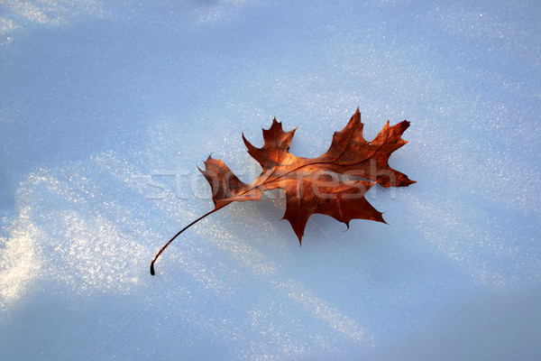 Oak leaf in snow Stock photo © soupstock