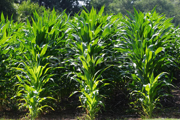 Kukurydza dziedzinie młodych gospodarstwa Zdjęcia stock © soupstock